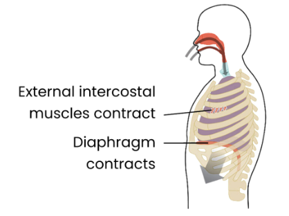 <p>Inspiration (breathing in)</p><ol><li><p>Diaphragm muscles contract → diaphragm flattens. </p></li><li><p>External intercostal muscles contract, internal intercostal muscles relax → ribcage pulled up/ out. </p></li><li><p>Increasing volume and decreasing pressure in thoracic cavity. </p></li><li><p>Air moves into lungs down pressure gradient. </p></li></ol><p></p>