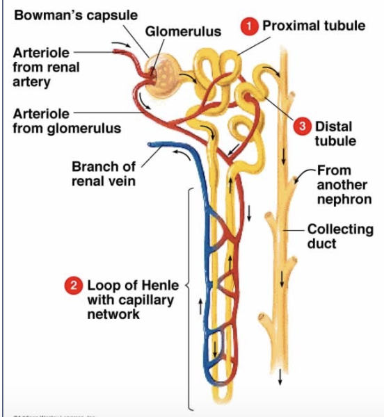 <p>Nephron</p>