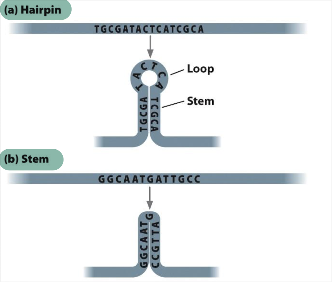 <p><span>a double-stranded region formed by intramolecular base pairing within a single-stranded nucleic acid molecule</span></p>