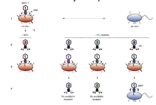 <p></p><ul><li><p class=""><strong>Phages evolve to keep up with bacterial defenses</strong> by changing their surface proteins, especially the <strong>tail fibers</strong>.</p></li><li><p class=""><strong>Diverse population</strong>: Phage replication produces a <strong>heterogeneous population</strong> of viruses, each with different tail fibers.</p></li><li><p class=""><strong>Receptor binding</strong>: Phages bind to specific <strong>bacterial receptors</strong>; if bacteria change their receptors, some phages can still infect with the right tail fiber.</p></li><li><p class=""><strong>Stochastic process</strong>: <strong>Random chance</strong> ensures some phages with the right tail fibers can infect and replicate, even if most fail.</p></li><li><p class=""><strong>DGE</strong> generates this diversity in the viral population, ensuring phages can adapt to evolving bacterial defenses and continue infecting.</p></li></ul><p></p>