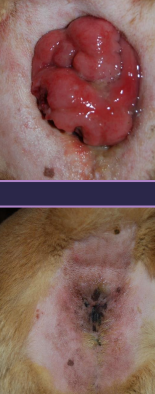 <ul><li><p><strong>Perianal gland adenoma</strong></p><ul><li><p><span style="color: rgb(136, 136, 136);"><strong>Et:</strong></span><strong> </strong>Benign, <strong>arises from circumanal glands</strong>, related to <strong>androgen concentrations</strong></p></li><li><p><span style="color: rgb(136, 136, 136);"><strong>Sig: </strong></span>Older, intact males</p></li><li><p><span style="color: rgb(136, 136, 136);"><strong>Tx:</strong></span> <strong><u>Castration </u></strong>causes regression</p></li></ul></li><li><p><strong>Adenomatous polyps</strong></p><ul><li><p><span style="color: rgb(136, 136, 136);"><strong>Et:</strong></span><strong> </strong>Benign, intramural rectal mass,<strong> malignant transformation up to 50%</strong></p></li><li><p><span style="color: rgb(136, 136, 136);"><strong>Tx:</strong></span><strong> </strong>early Sx excision</p></li></ul></li></ul><p></p>