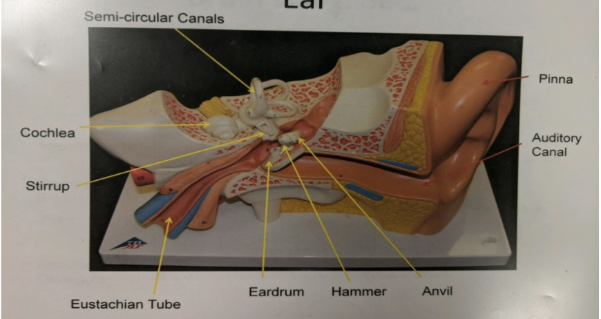 <p>ear</p>