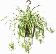 <p>Spider Plant</p><p><em>(Chlorophytum comosum)</em></p>