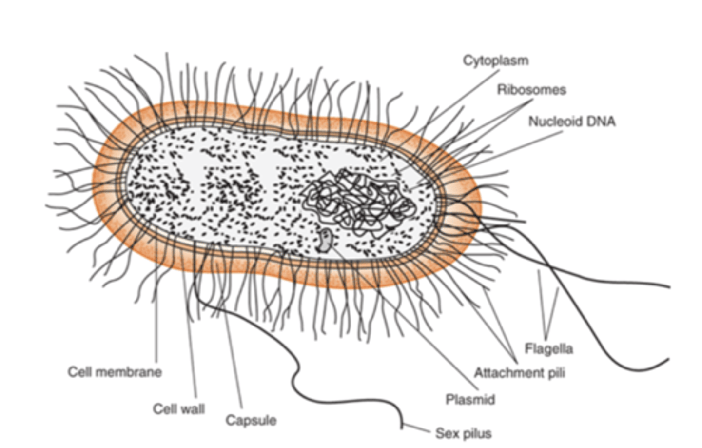 <p>1. LPS (endotoxin)</p><p>2. capsule</p><p>3. flagella</p><p>4. pilli</p>