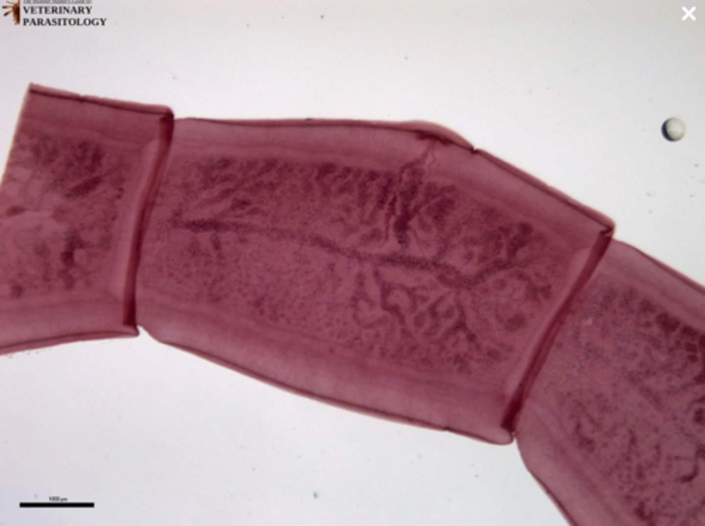 <p>What parasite is this if it is from a cat</p>