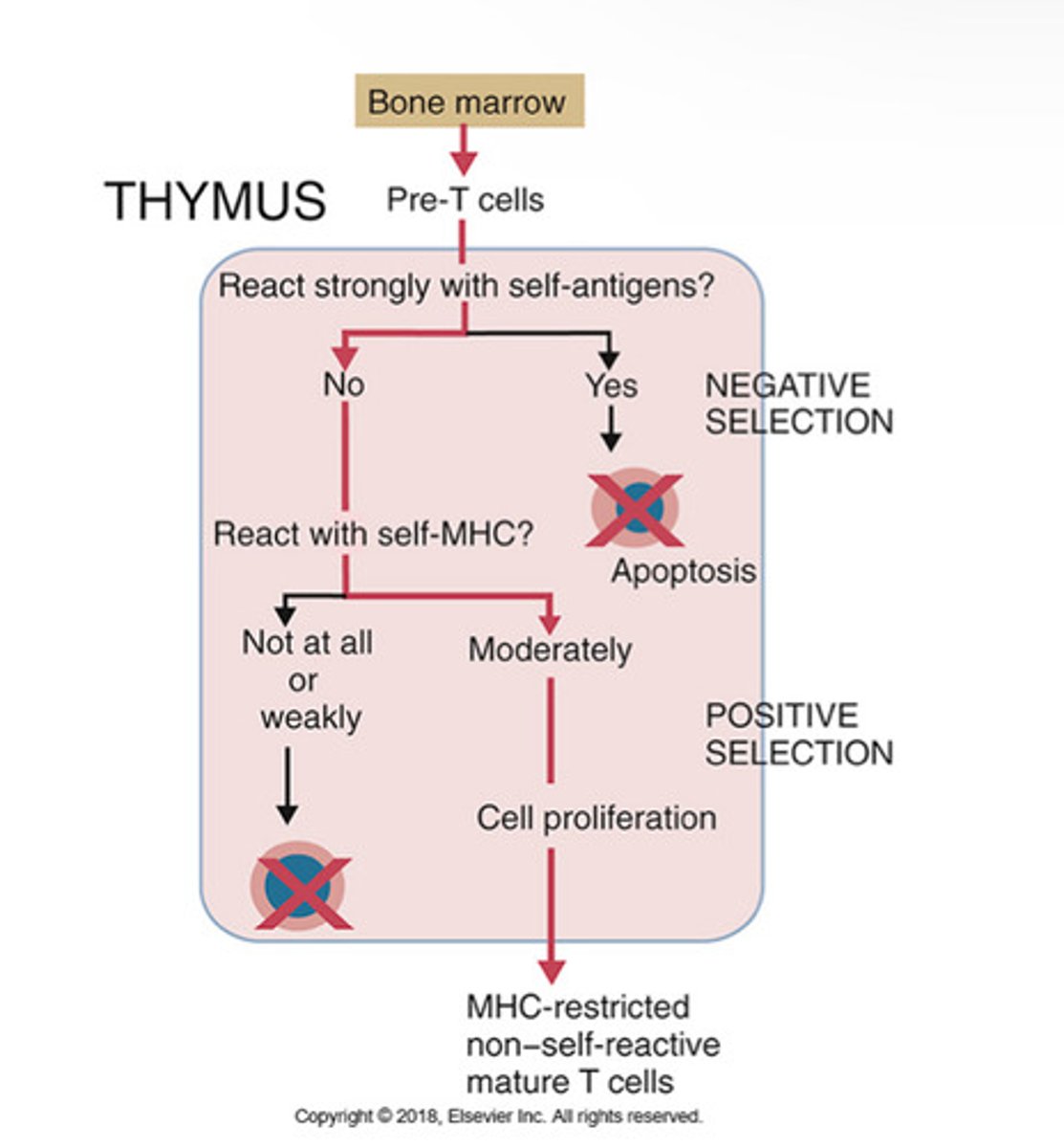<p>Negative Selection: if T cell does not react strongly to self, it is kept. If it does react strongly to self, apoptosis happens.</p><p>Postive Selection: if T cell reacts with self-MHC, it goes onto cell proliferation. If it doesnt react, apoptosis happens.</p><p>Outcome: MHC-restricted non-self reactive mature T cells</p>