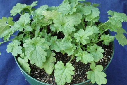 <p>Henbit (Lamiaceae)</p>