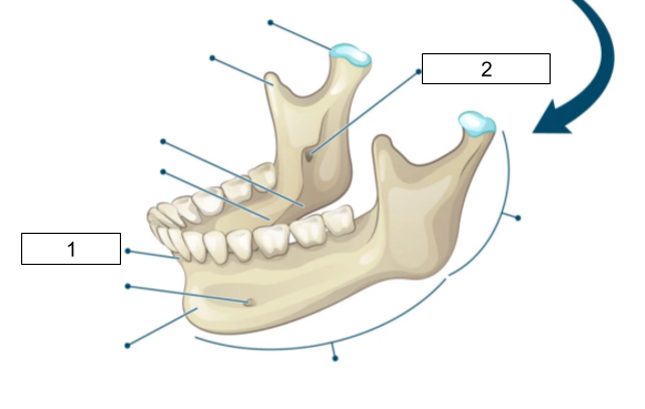 <p>What is #1 (Mandible)</p>
