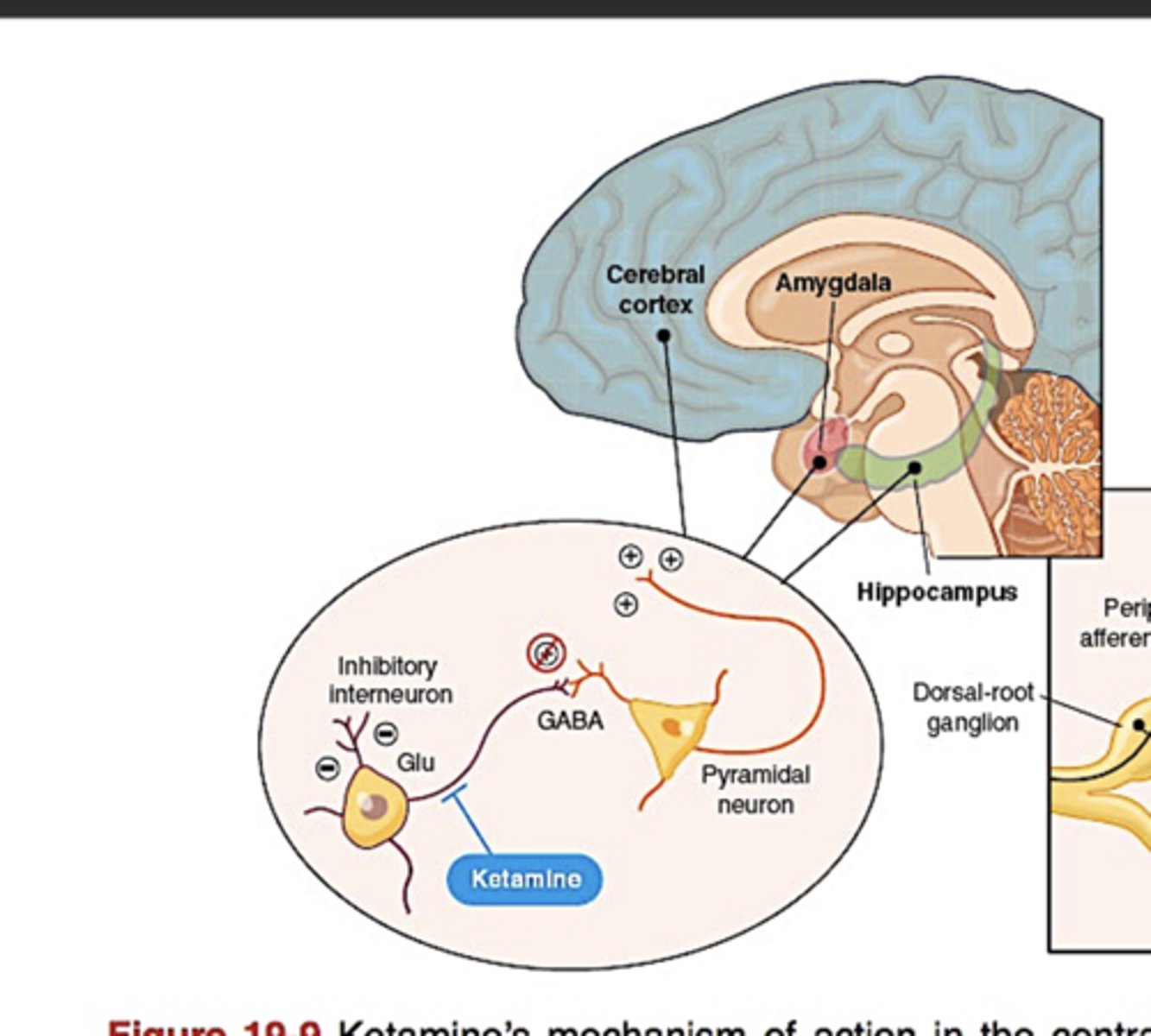 <p>Interneurons</p>