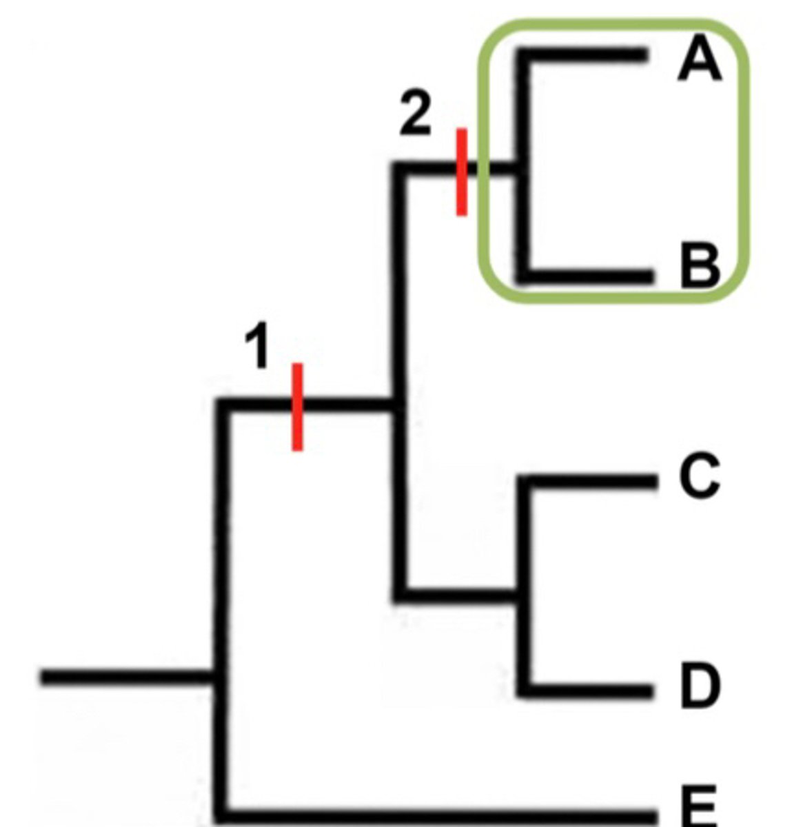 <p>- Unique to clade</p><p>- Point 2</p>
