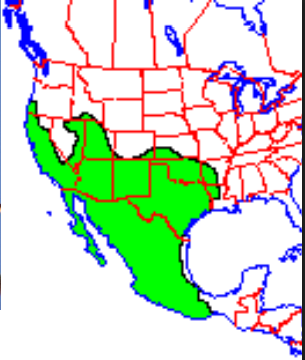<p>Which species fits the following habitat and management concerns?</p><p><br>Habitat: Variable; most common in rocky areas with boulders, talus slopes, rock piles; kess common in wooded areas (but fairly common locally in forests of tanoak, madrone, and doug fir)</p><p>Management issues: few mgmt issues; may help control rodent populations where they are common, special protection in CA</p>