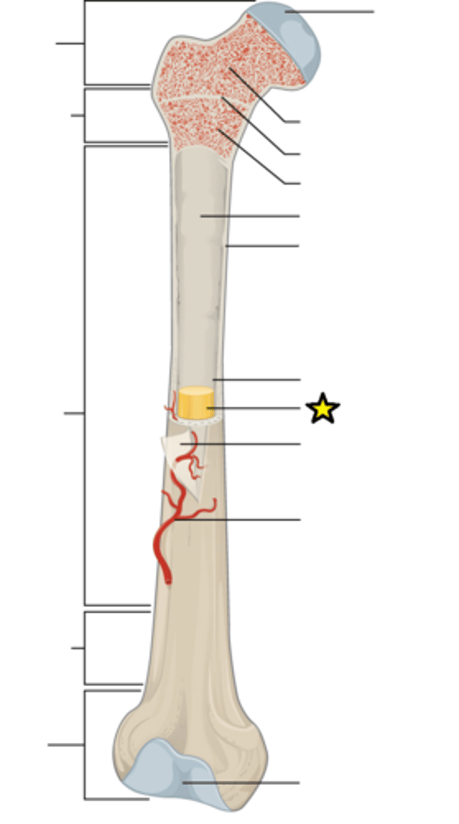 <p>Gradually replaces red bone marrow in adult bones; functions as storage for fat tissue and is inactive in the formation of blood cells</p>