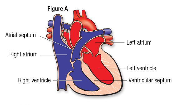 <p>The left ventricle pumps the blood to the aorta which will distribute the oxygenated blood to all parts of the body.</p>