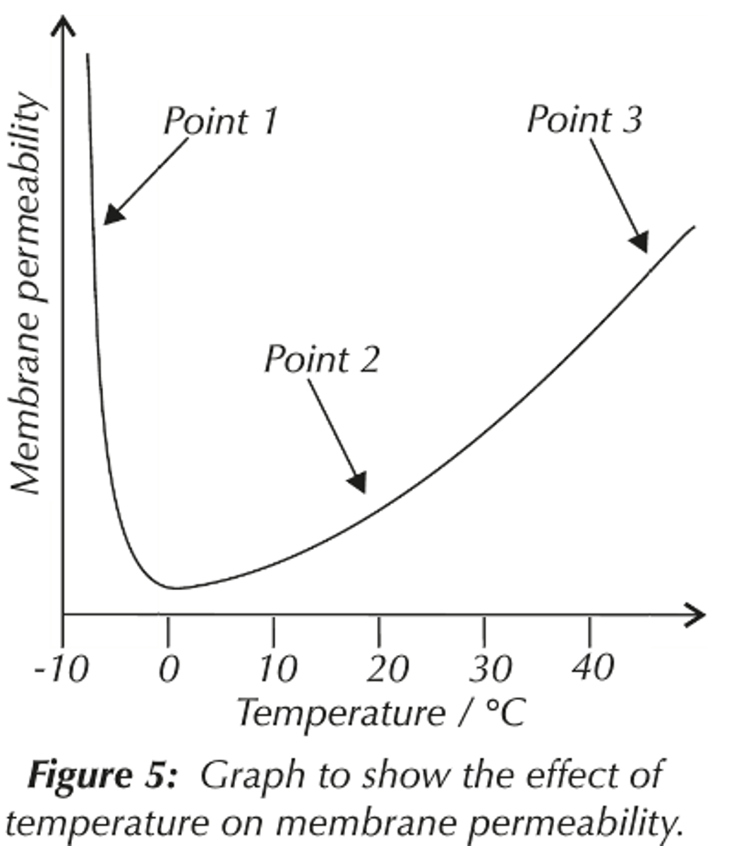 <p>● As temperature increases, permeability increases</p><p>○ Phospholipids gain kinetic energy and fluidity increases ○ Transport proteins denature at high temperatures as H bonds break, changing tertiary structure</p><p>● At very low temperatures, permeability increases</p><p>○ Ice crystals can form which pierce the cell membrane and increase permeability</p>