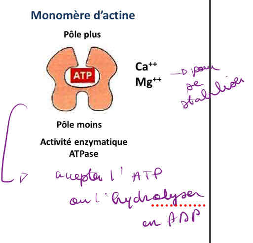 <p>de monomère d’actine</p>