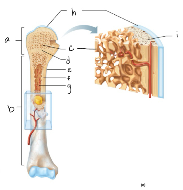 <p>C</p>
