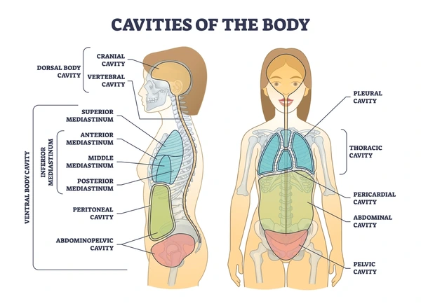 <p>Includes the stomach, liver, gallbladder, spleen, pancreas, small intestine, kidneys, large intestine, and adrenal glands</p>