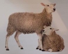 <p>polled breed originated in us in 1930s. cross between columbia and cheviot breed. all white wool, bare legs and heads, and black nostrils and hooves. high quality, lean, and well muscled carcass. good quality wool contains lower amounts of lanolin, producing a higher yield. strong hardy</p>