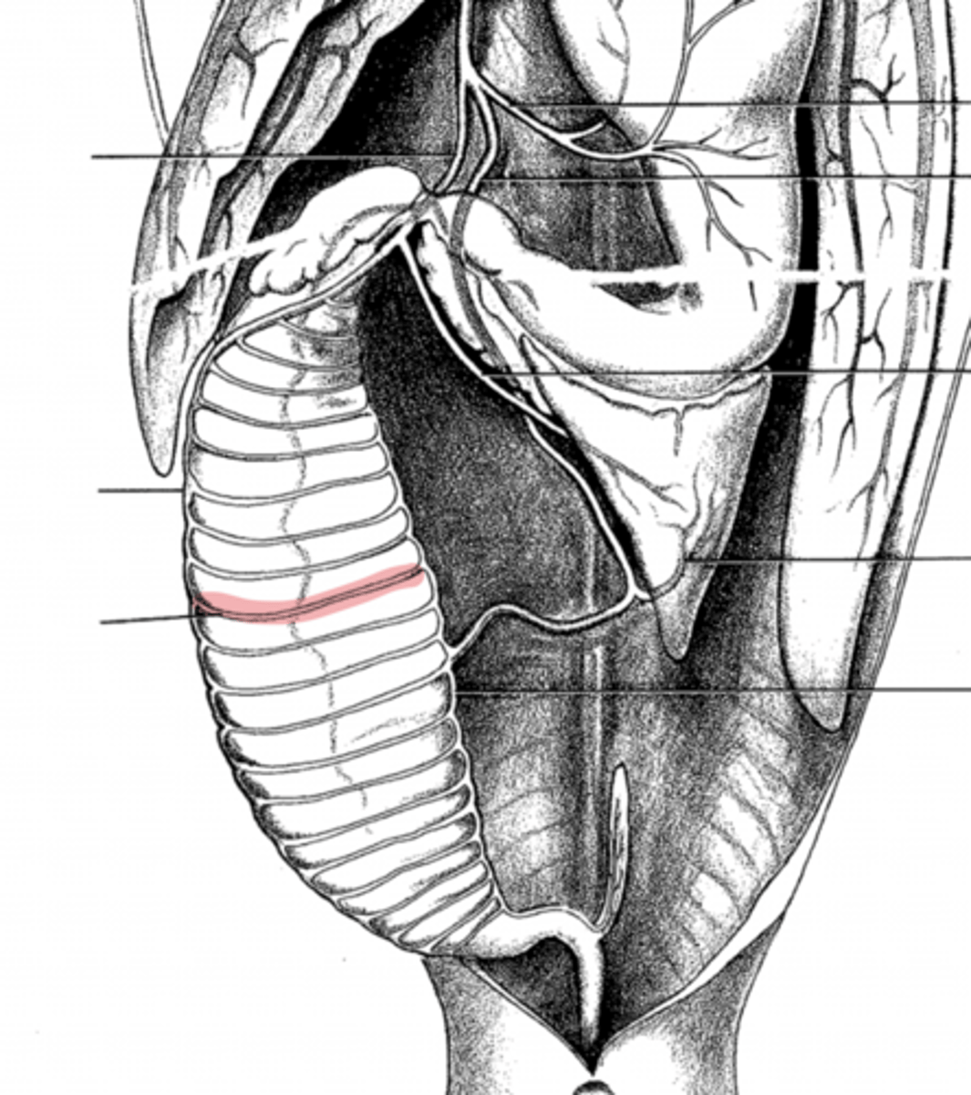 <p>what is this?</p>