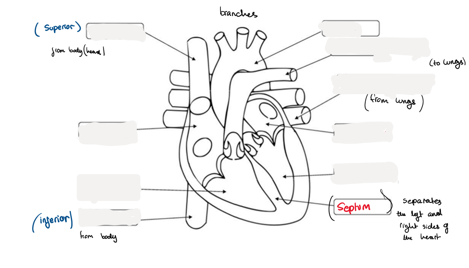 <p>8.8 Label this diagram of a heart</p>