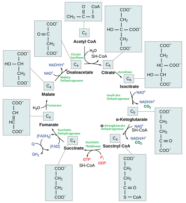 <ol><li><p><strong>Acetyl CoA</strong> (2C) combines with<strong> oxaloacetate</strong> (4C) to form <strong>citrate/citric acid </strong>(6C)</p></li><li><p><strong>Citrate/ Citric acid </strong>(6C) loses 1 H2O and gains another, as citrate is converted into its isomer <strong>isocitrate</strong> (6C) by <strong>aconitase</strong></p></li><li><p><strong>Isocitrate</strong> (6C) is oxidized to produce <strong>alpha-ketoglutarate </strong>(5C) + <strong>1 CO2</strong> + <strong>2 electrons</strong>. Electrons then reduce NAD+ to NADH</p></li><li><p><strong>alpha-ketoglutarate </strong>(5C) is oxidized to produced <strong>succinyl CoA</strong> (4C) + <strong>CO2 </strong>+ <strong>2 electrons</strong> by <strong>alpha-ketoglutarate dehydrogenase</strong></p><p>Electrons reduces NAD+ to NADH</p></li><li><p><strong>Succinyl CoA </strong>(4C) is<strong> </strong>converted to <strong>succinate</strong> (4C) by <strong>succinyl CoA synthase</strong>. A phosphate group is substituted for Coenzyme A → a high energy bond is formed. This energy is used in substrate level phosphorylation to form GTP or ATP</p></li><li><p><strong>Succinate </strong>(4C)<strong> </strong>is converted to<strong> fumarate </strong>(4C) by <strong>succinate dehydrogenase</strong> (dehydration process). 2H transferred to FAD to produce FADH<sub>2</sub>. Unlike NADH, FADH<sub>2 </sub>remains attached to the succinate dehydrogenase, electrons of FADH<sub>2 </sub>is transported directly to electron transport chain while attached to the enzyme. The energy contained in the electrons of these atoms is insufficient to reduce NAD+ but adequate to reduce FAD.</p></li><li><p><strong>Fumarate</strong> (4C) is converted to<strong> Malate</strong> (4C) by <strong>fumarase</strong> with the addition of water.</p></li><li><p><strong>Malate </strong>(4C)<strong> </strong>is oxidized to produce <strong>oxaloacetate</strong> by <strong>malate dehydrogenase</strong>.<strong> </strong>NAD+ is converted to NADH. <strong>Oxaloacetate </strong>formed can then bind with <strong>Acetyl CoA</strong> again to form citrate, cycle repeats.</p></li></ol><p></p>