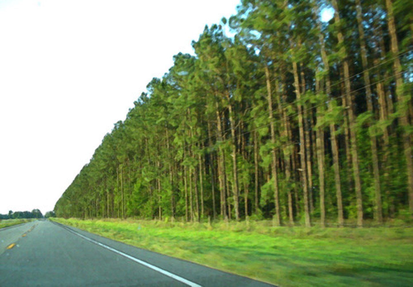<p>Resources that can be easily replaced, such as food, sunlight, and paper.</p>