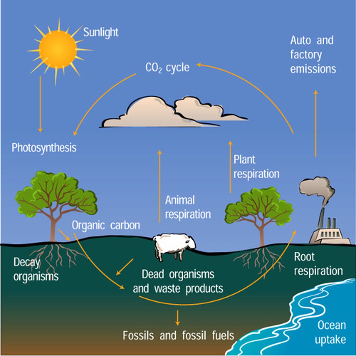 <p>A biogeochemical cycle is the complete path a chemical takes through the four major components of Earth's system</p>
