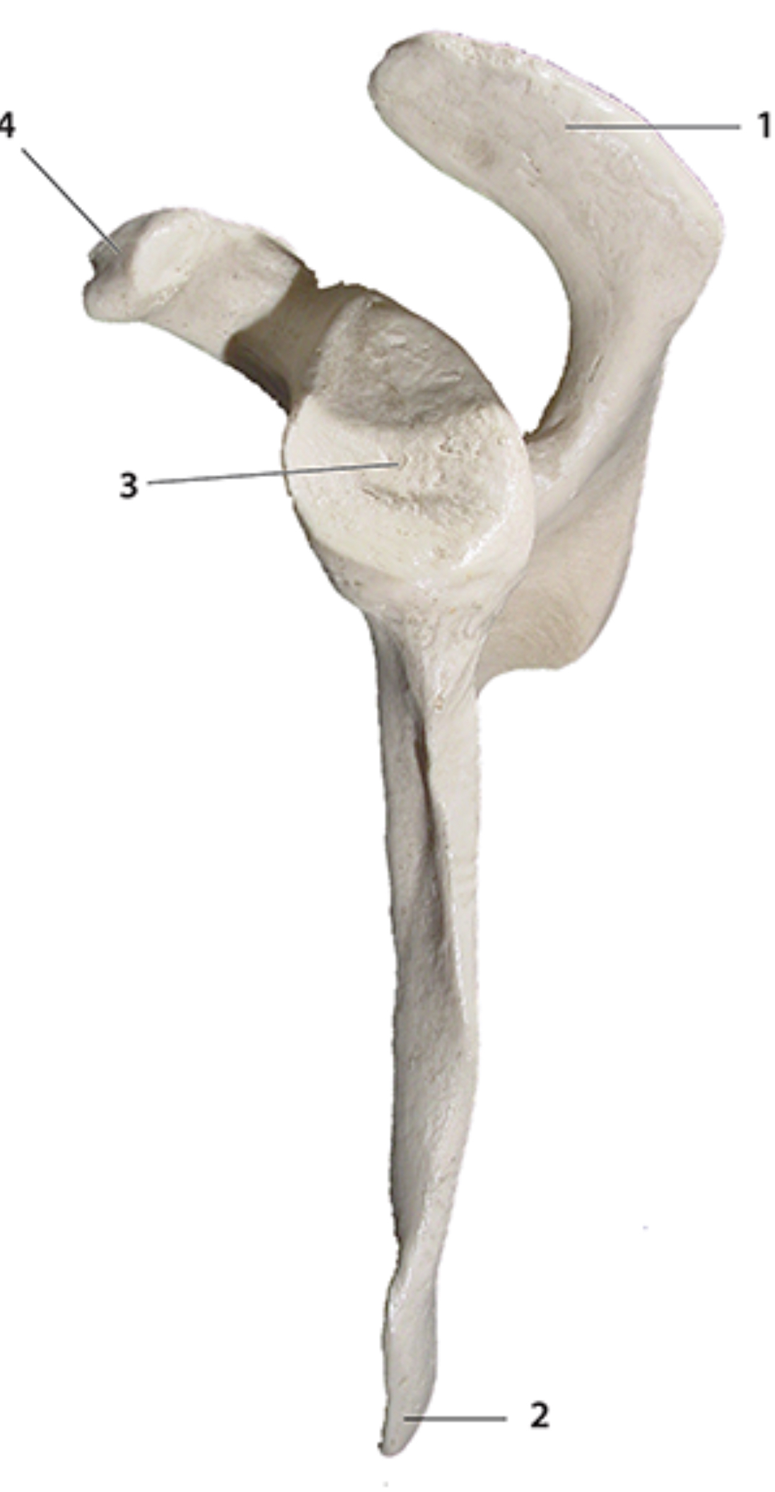 What view? What bone?