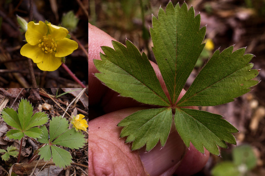 <p>A low-growing perennial plant with yellow flowers, often found in rocky or alpine habitats. It typically blooms from late spring to early summer.</p>