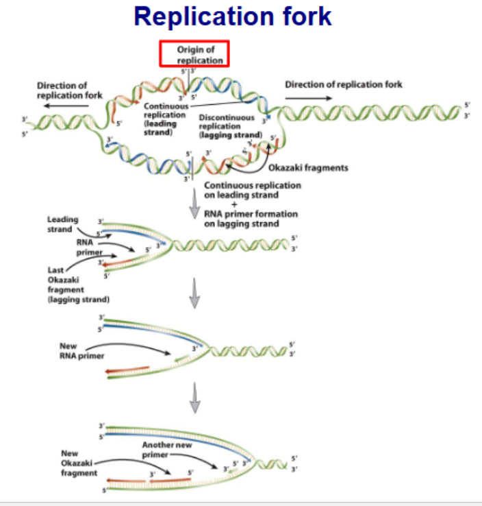 <ul><li><p>ONLY add nucleotides in <strong>5′ → 3′</strong></p></li><li><p>CANNOT initiate DNA synthesis <strong>de novo</strong>.</p><ul><li><p>REQUIRES a<strong> primer with free 3’-OH group at end</strong></p></li></ul></li><li><p>Deoxynucleoside <strong>5′ triphosphates (dNTPs)</strong> added one at a time to the 3′ hydroxyl end of the DNA chain</p></li><li><p>dNTP add determined by <strong>complementary base paring</strong></p></li><li><p>As phosphodiester bonds form, the<strong> two terminal phosphates are lost,</strong> making the reaction essentially irreversible.</p><p><br></p></li></ul><p></p>