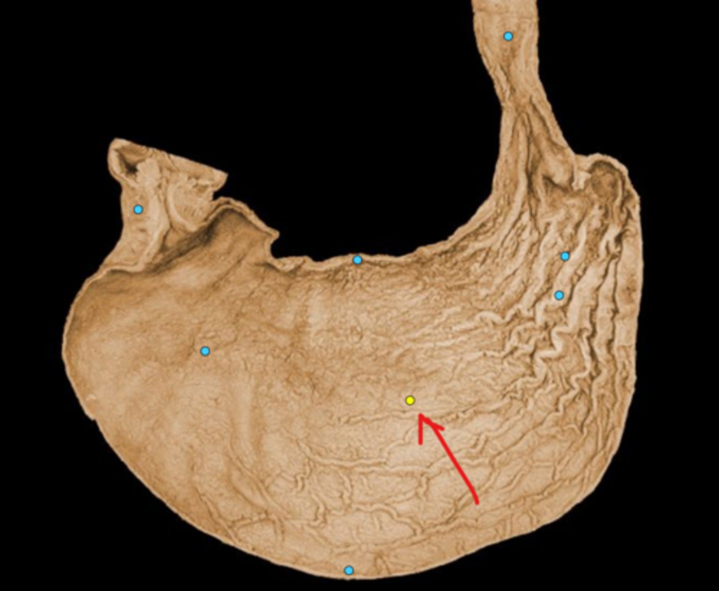 knowt flashcard image