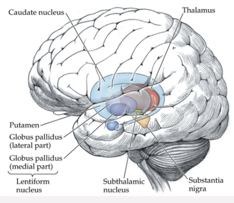 <p>Which area of the brain is shown in this image; what does it do?</p>