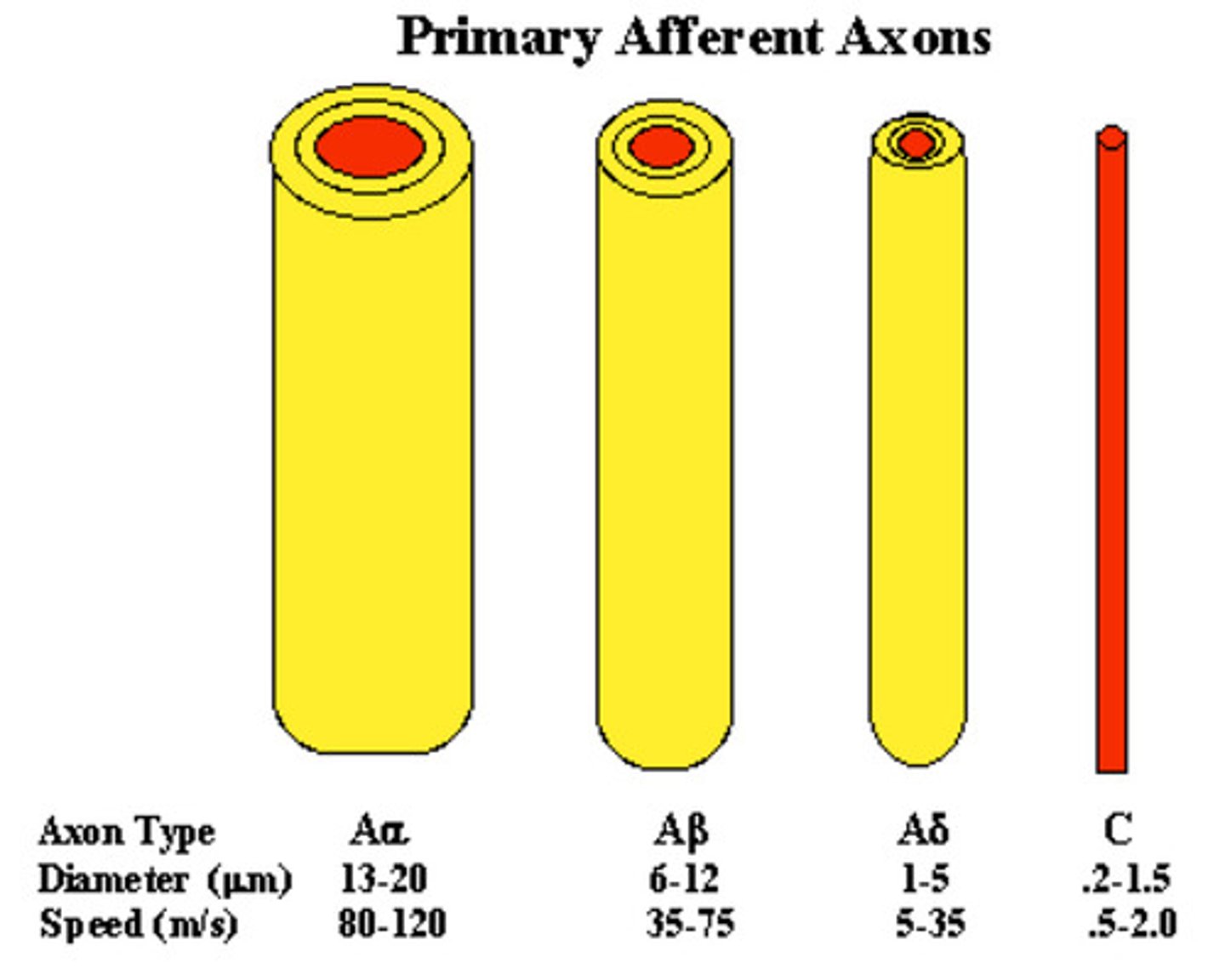 <p>1st order</p><p>- the gateway by which sensory information is transmitted from the peripheral tissues to the spinal cord and brain</p><p>- thicker = faster (more myelin sheath)</p>