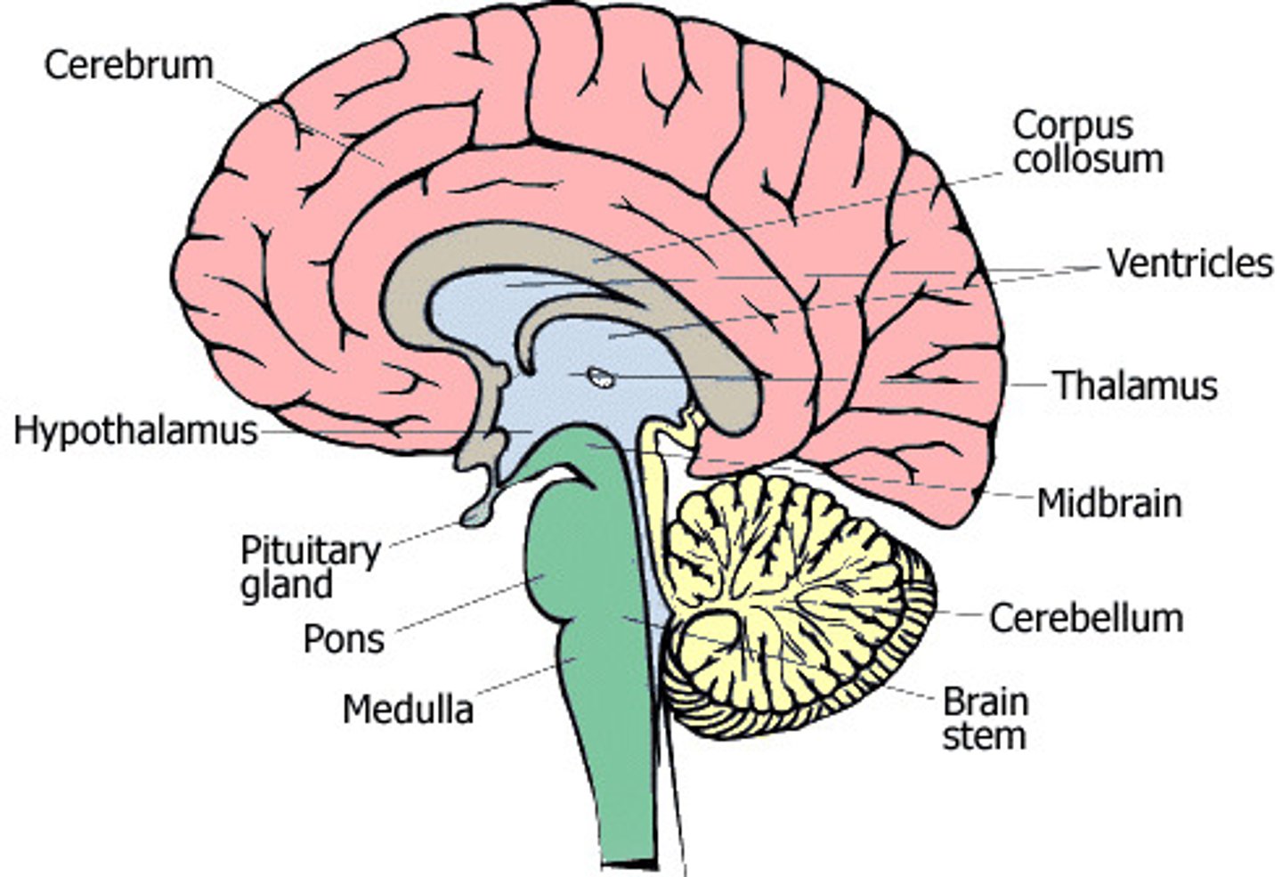 <p>In the bottom portion of the brain.</p><p>Deals with all the autonomic functions of the body</p><p>(HR, blood pressure, breathing, digestion)</p>