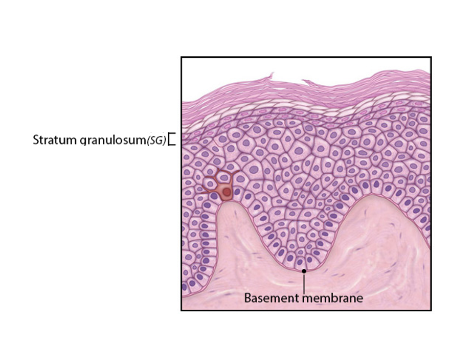 <p>-3 to 5 layers thick</p><p>-keratinization *(keratinocytes produce keratohyalin (precursor to keratin) granules) *(nucleus and organelles begin to disintegrate) *(cells begin to die, due to lack of organelles &amp; being pushed further away from source of nutrients)</p><p>-won&apos;t be complete until after keratinocytes rise to superficial layer</p>