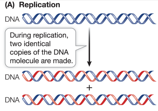 <p>DNA is copied into a new, identical DNA molecules that can be transmitted to daughter cells and offspring </p>
