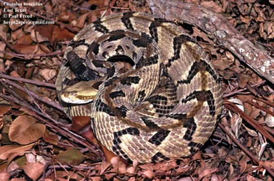 <p>Squamata : Toxicofera : Serpentes : Alethinophidia : Caenophidia : Viperidae</p>