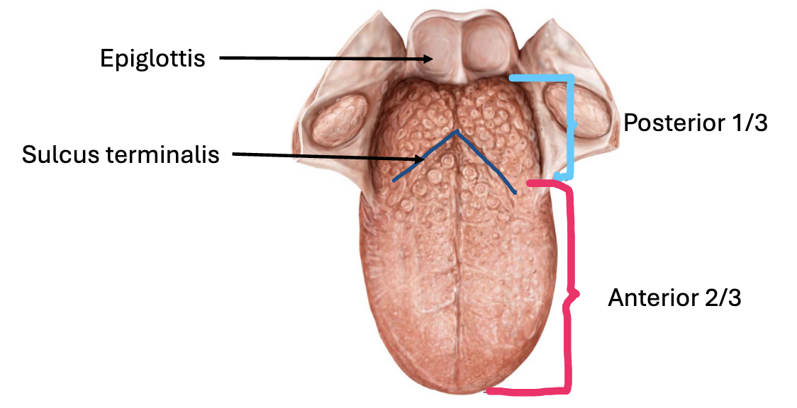 <ul><li><p>Bundle of skeletal muscle</p></li></ul><p></p><p>Functions:</p><ul><li><p>Positions food between teeth</p></li><li><p>Mix food with saliva</p></li><li><p>Forms bolus</p></li><li><p>Initiates swallowing</p></li></ul><p></p>