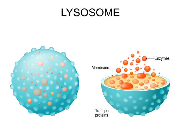<ul><li><p><strong>hydrolyzes</strong> (breaks down) macromolecules in animal cells</p></li><li><p><strong>Autophagy: </strong>lets cells <u>renew</u> itself</p></li><li><p>animal cells</p></li></ul><p></p>