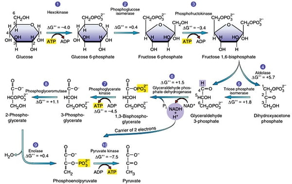 The steps of glycolysis are as follows:


 1. Glucose phosphorylation: Glucose is converted to glucose-6-phosphate by the enzyme hexokinase.
 2. Isomerization: Glucose-6-phosphate is converted to fructose-6-phosphate by the enzyme phosphoglucose isomerase.
 3. Phosphorylation: Fructose-6-phosphate is converted to fructose-1,6-bisphosphate by the enzyme phosphofructokinase.
 4. Cleavage: Fructose-1,6-bisphosphate is split into two three-carbon molecules, glyceraldehyde-3-phosphate and dihydroxyacetone phosphate.
 5. Isomerization: Dihydroxyacetone phosphate is converted to glyceraldehyde-3-phosphate by the enzyme triose phosphate isomerase.
 6. Oxidation and phosphorylation: Glyceraldehyde-3-phosphate is converted to 1,3-bisphosphoglycerate, generating NADH and ATP through the actions of glyceraldehyde-3-phosphate dehydrogenase and phosphoglycerate kinase.
 7. Substrate-level phosphorylation: 1,3-bisphosphoglycerate is converted to 3-phosphoglycerate, generating ATP through the action of phosphoglycerate kinase.
 8. Isomerization: 3-phosphoglycerate is converted to 2-phosphoglycerate by the enzyme phosphoglycerate mutase.
 9. Dehydration: 2-phosphoglycerate is converted to phosphoenolpyruvate by the enzyme enolase.
10. Substrate-level phosphorylation: Phosphoenolpyruvate is converted to pyruvate, generating ATP through the action of pyruvate kinase.

These steps occur in the cytoplasm of the cell and are the initial stage of glucose metabolism.