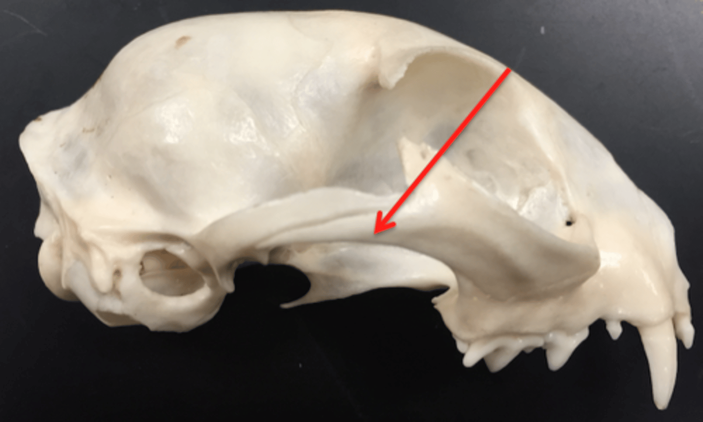 <p>cheekbones, paired, forms portion of eye orbit and portion of zygomatic arch</p>