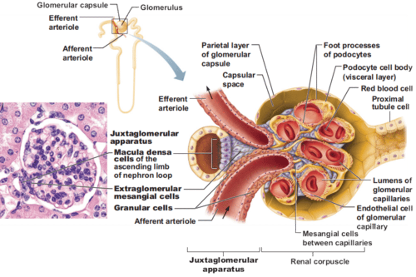 <p>secrete renin</p>