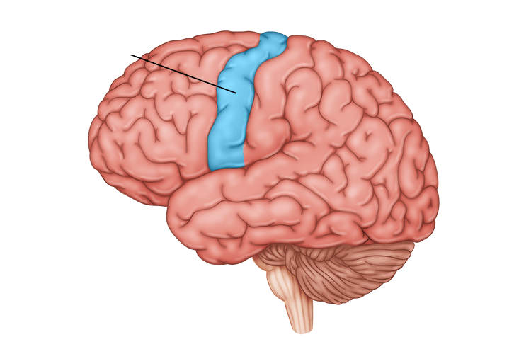 <p>Part of the frontal lobe and anterior to the central sulcus; primary function is to generate and encode the direction of movement; mapped topographically (a correspondence between cortical regions and body surfaces with the respect to certain processes)</p>