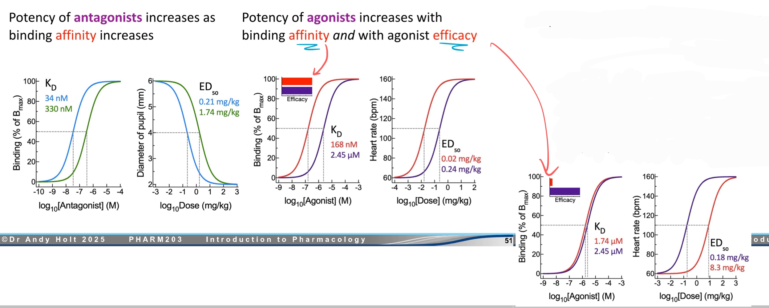 <p>The potency of —— increases as binding affinity increases.</p><p>The potency of —— increases with binding affinity AND with agonist efficacy.</p>