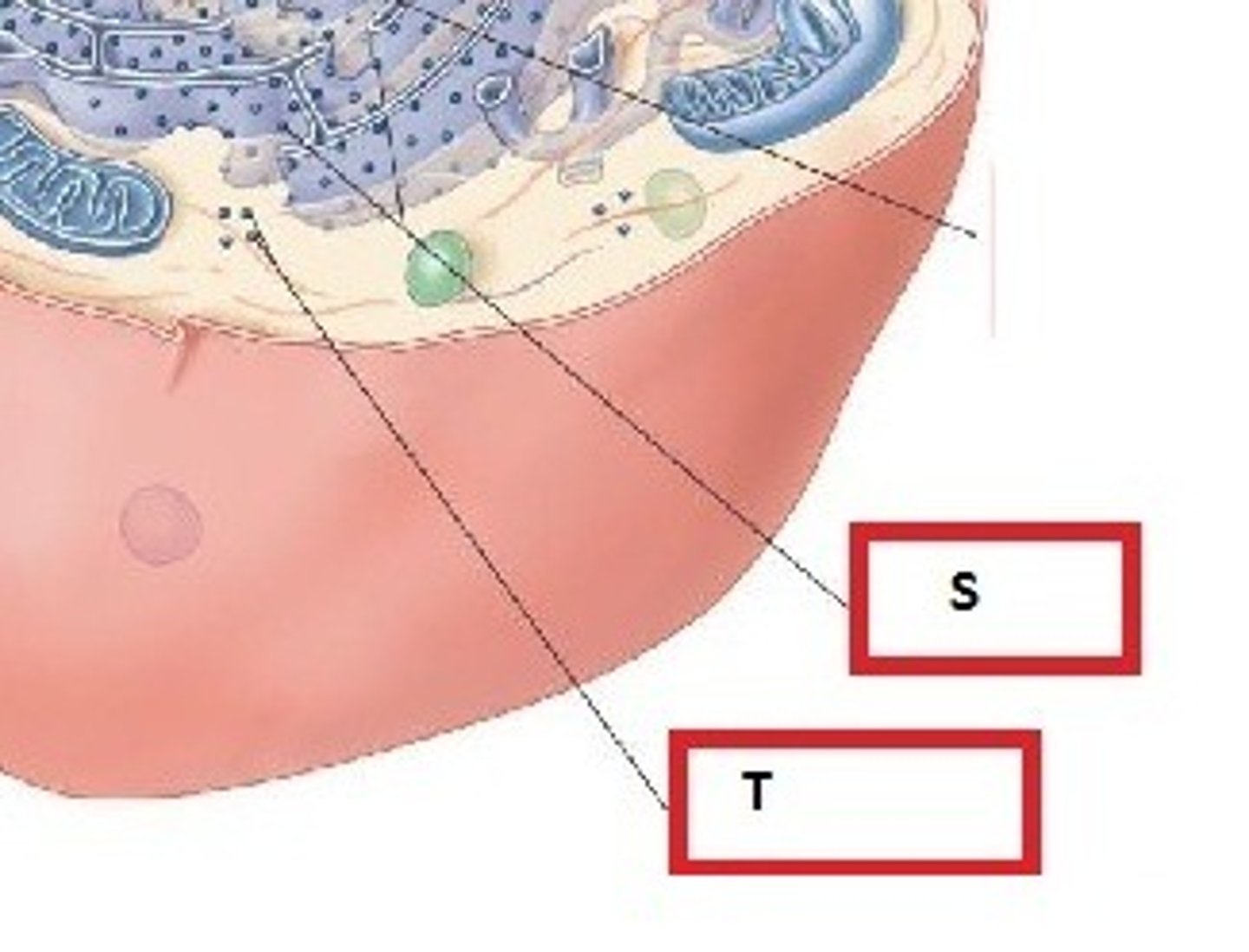 <p>(T) Free ribosomes: Float in the cytoplasm</p><p>(S) Fixed ribosomes: attached to the endoplasmic recticulum</p><p>(Both produce protein)</p>