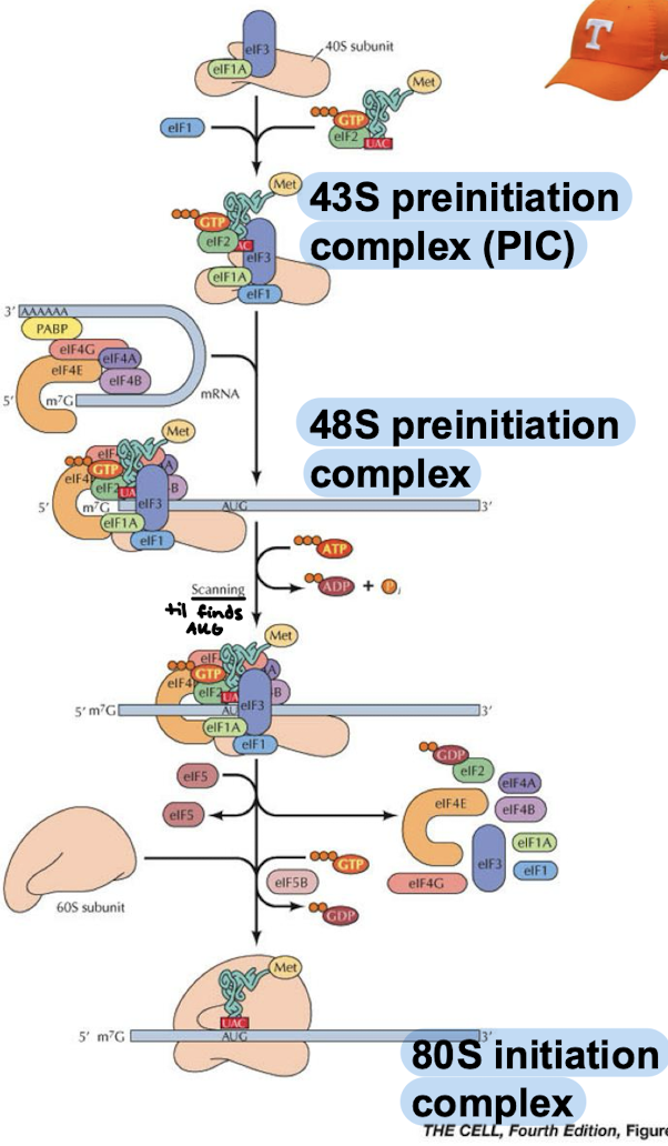 <p>The mRNA is circular because of interactions between proteins that bind the 5’ cap (eIF-4E) and those that bind the pol A tail (PABPI). eIF-4G binds both proteins eIF-4E and PABPI.</p>
