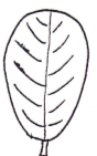 <p>Shape of leaf?</p>