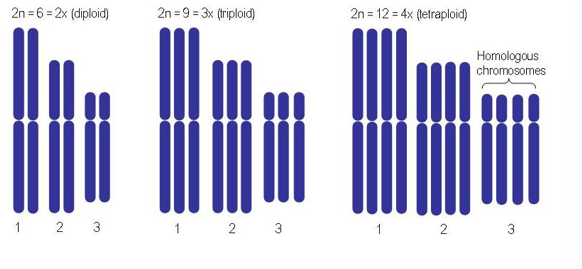 <p>When organisms have more than two complete chromosomal sets.</p>