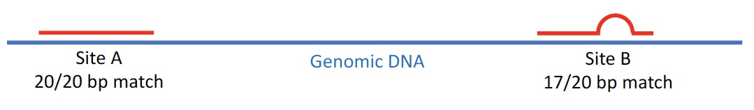 <p>A 20bp DNA oligonucleotide binds two regions of the human genome with varying degrees of complementarity. As you cool a solution containing both the oligonucleotide and genomic DNA, how do you ensure binding at site A, but not site B? </p><p><span>a) Hold at a higher temperature and higher salt concentration</span></p><p><span>b) Hold at a lower temperature and higher salt concentration</span></p><p><span>c) Hold at a higher temperature and lower salt concentration</span></p><p><span>d) Hold at a lower temperature and lower salt concentration</span></p>