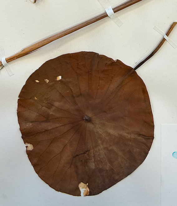 <p>Nelumbonaceae</p><p><em>Nelumbo</em></p>